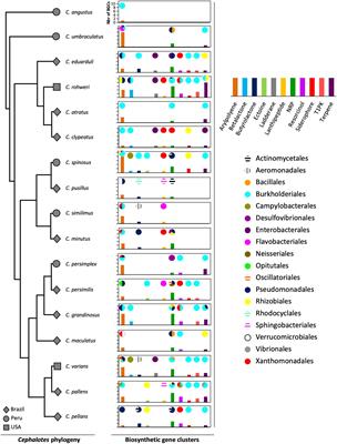 Assessing Biosynthetic Gene Cluster Diversity of <mark class="highlighted">Specialized Metabolites</mark> in the Conserved Gut Symbionts of Herbivorous Turtle Ants